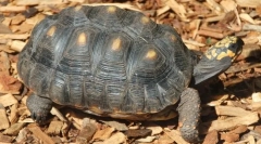 Turtle de cărbune